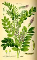Glycyrrhiza glabra var. glandulifera